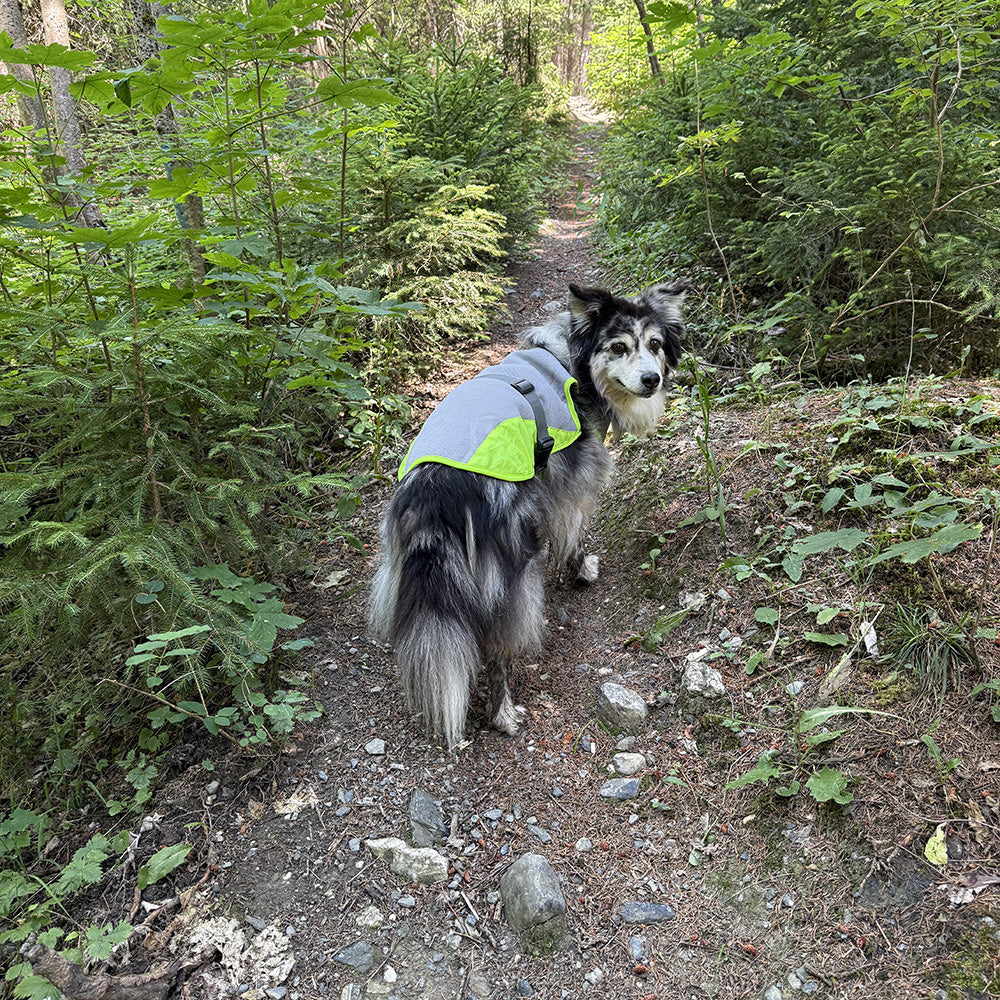 Gilet Soleil d'été - gilet rafraîchissant pour chien
