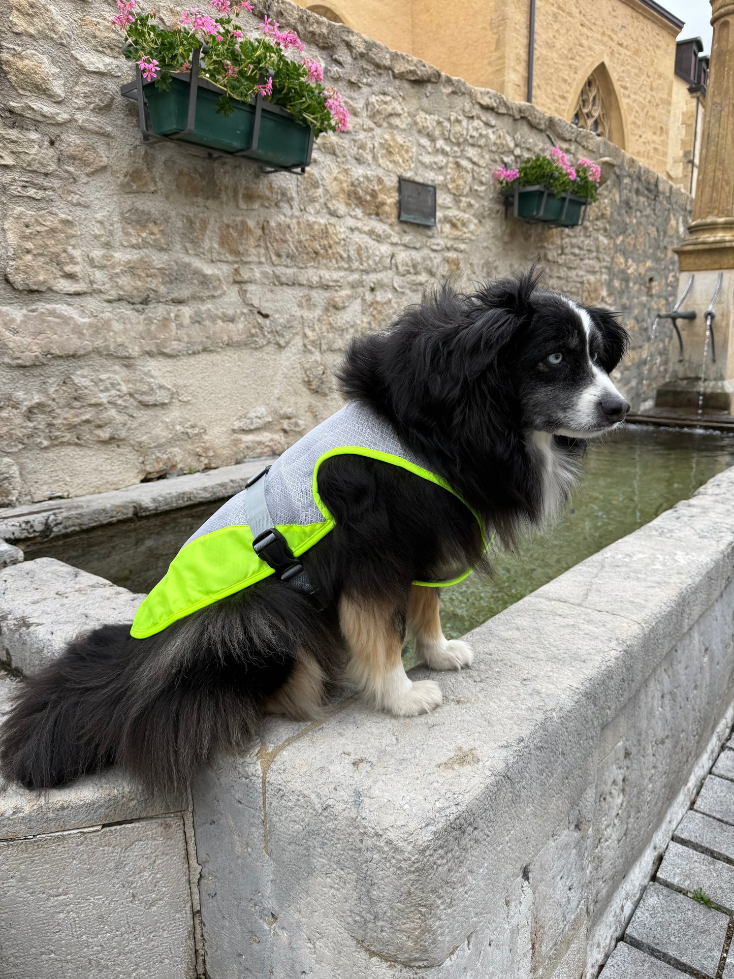 Gilet Soleil d'été - gilet rafraîchissant pour chien