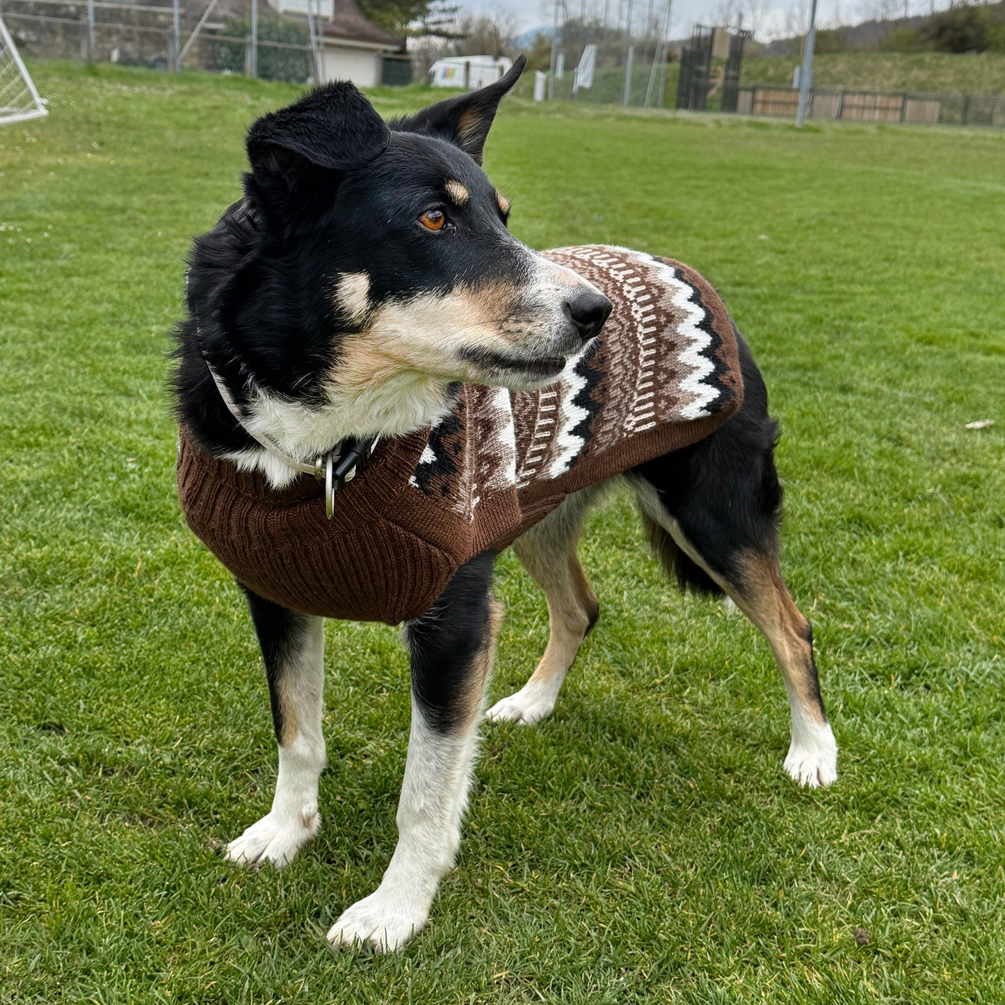 Pullover en laine d'alpaga - Fils de Lune