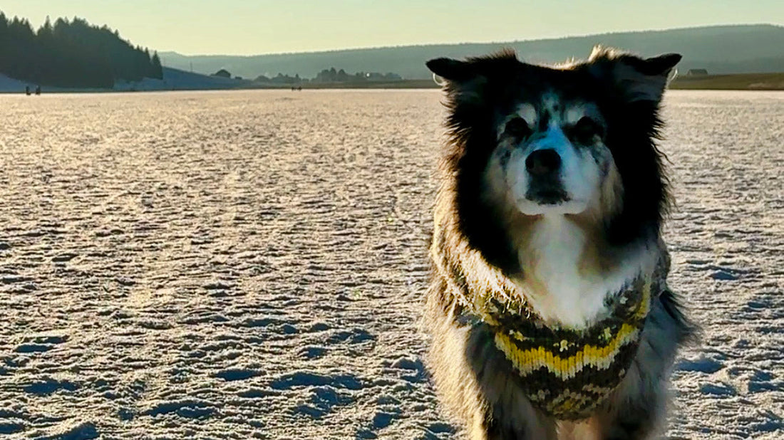 Photo d'un chien au coucher du soleil portant un pull Pattes & Velours