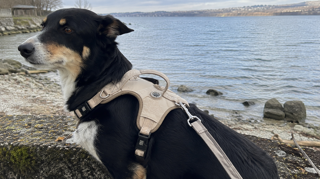 Comment choisir un bon harnais pour son chien ?