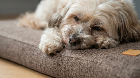 Les bienfaits d’un couchage orthopédique pour son chien