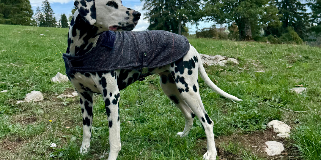 Chien portant un manteau chaud en hiver