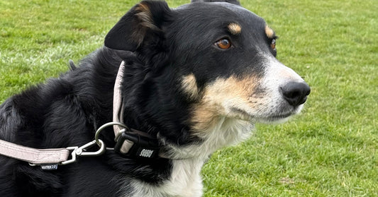 Harnais ou collier pour mon chien : comment choisir ?