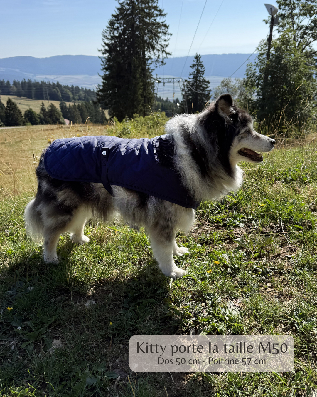 Manteau pour chien bleu marine – London Club