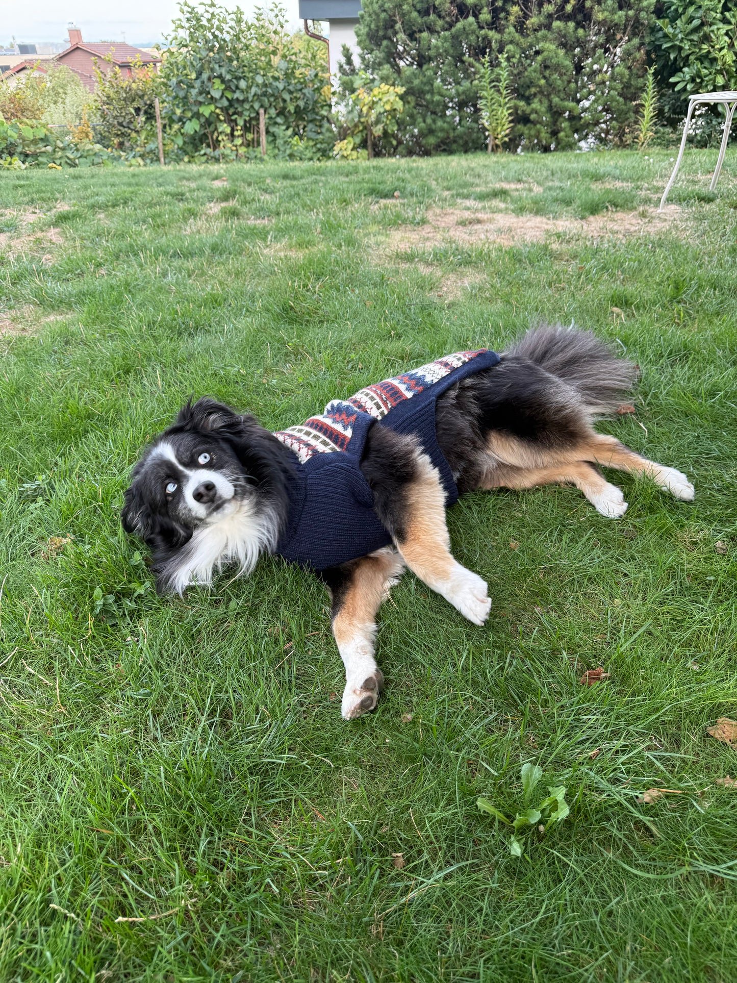 Pullover Balmoral en laine d’alpaga pour chien – chaleur & élégance des Highlands