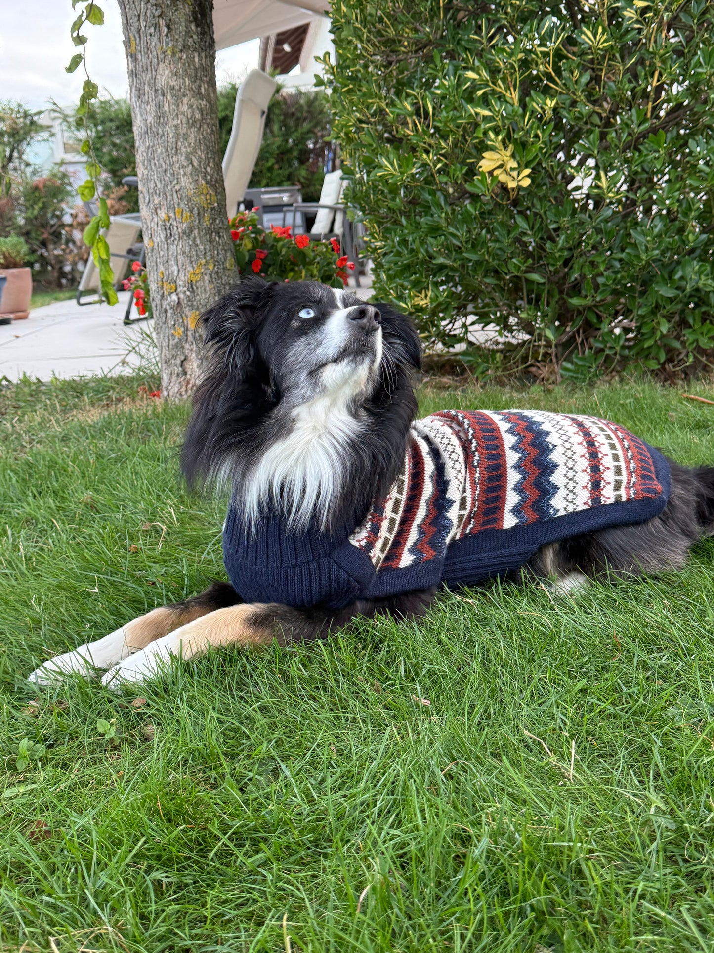 Pullover Balmoral en laine d’alpaga pour chien – chaleur & élégance des Highlands