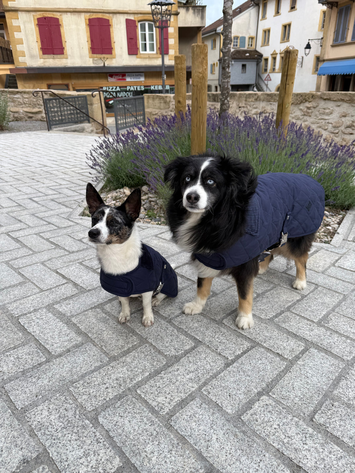 Manteau pour chien bleu marine – London Club