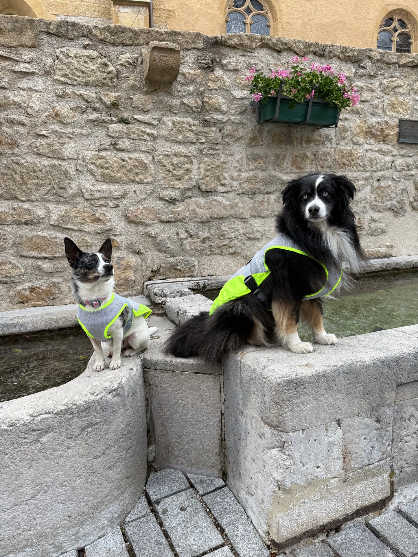 Gilet Soleil d'été - gilet rafraîchissant pour chien