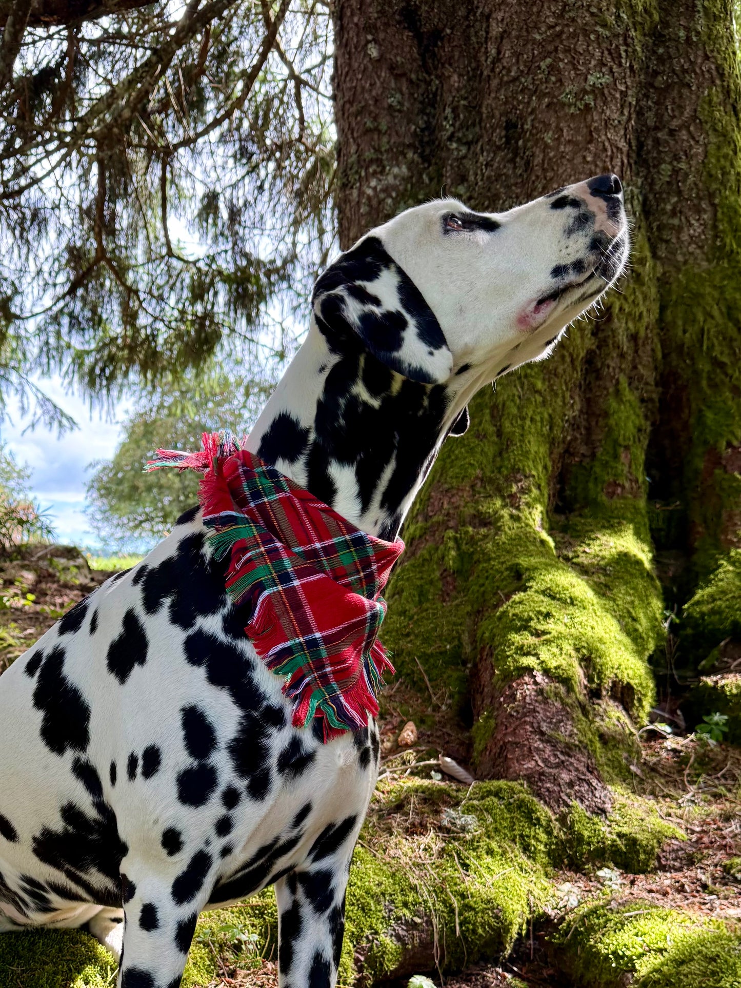 Bandana Edimbourg
