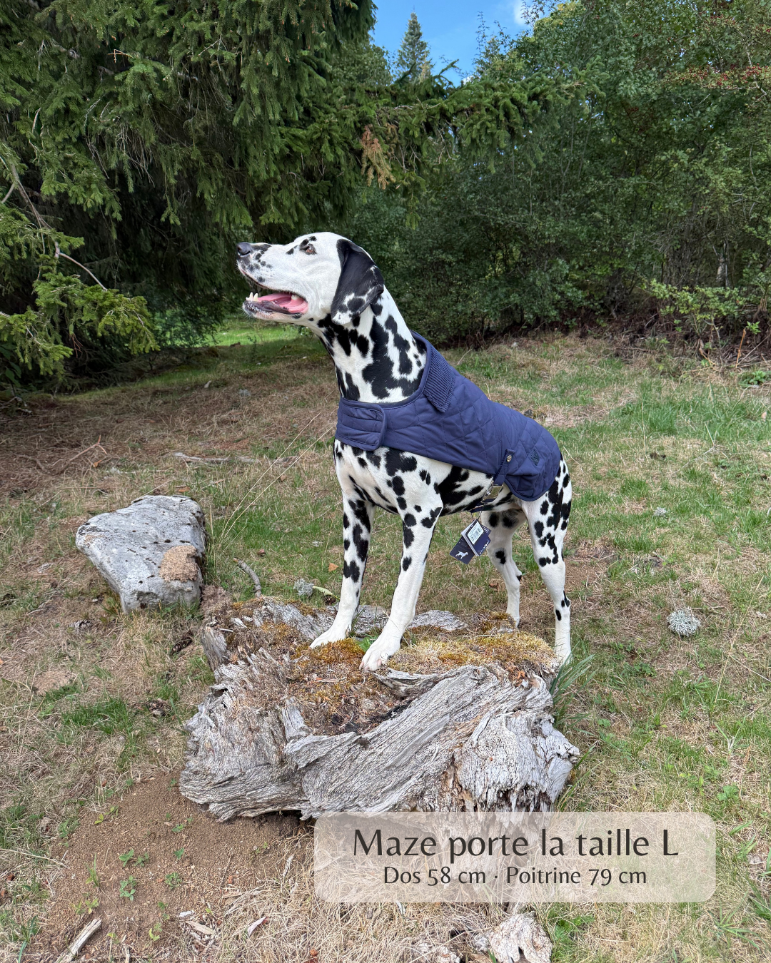 Manteau pour chien bleu marine – London Club
