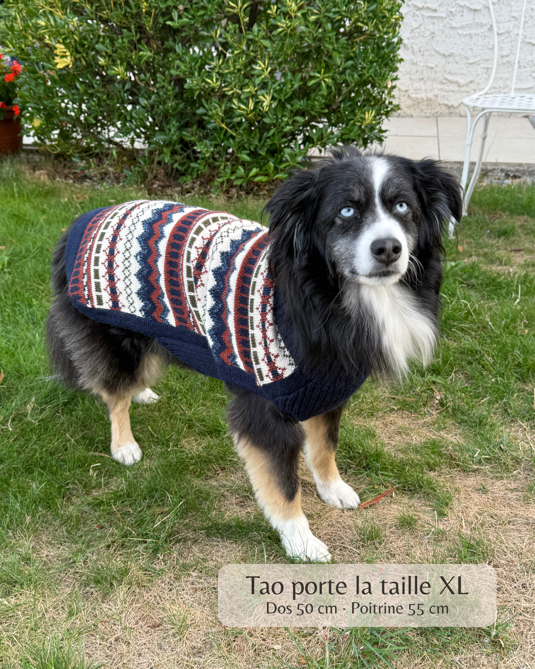 Pullover Balmoral en laine d’alpaga pour chien – chaleur & élégance des Highlands