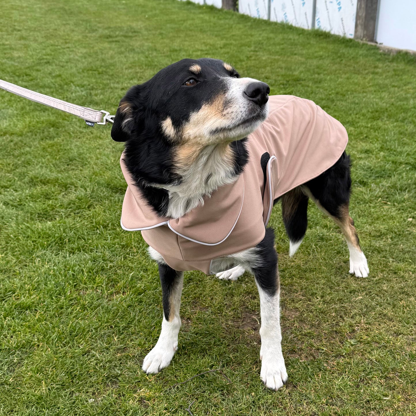 Manteau de pluie pour chien Signature taupe - en Softshell
