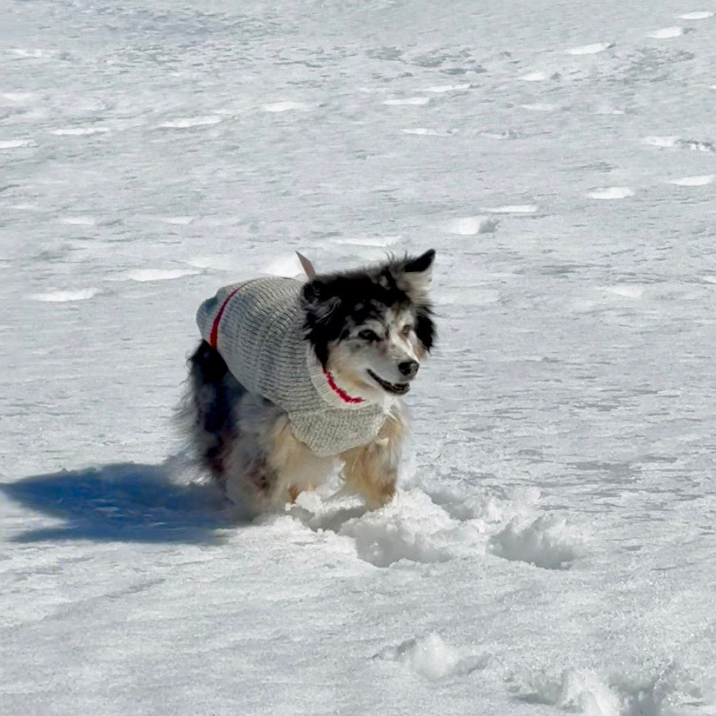 Pullover pour chien Douceur des cimes