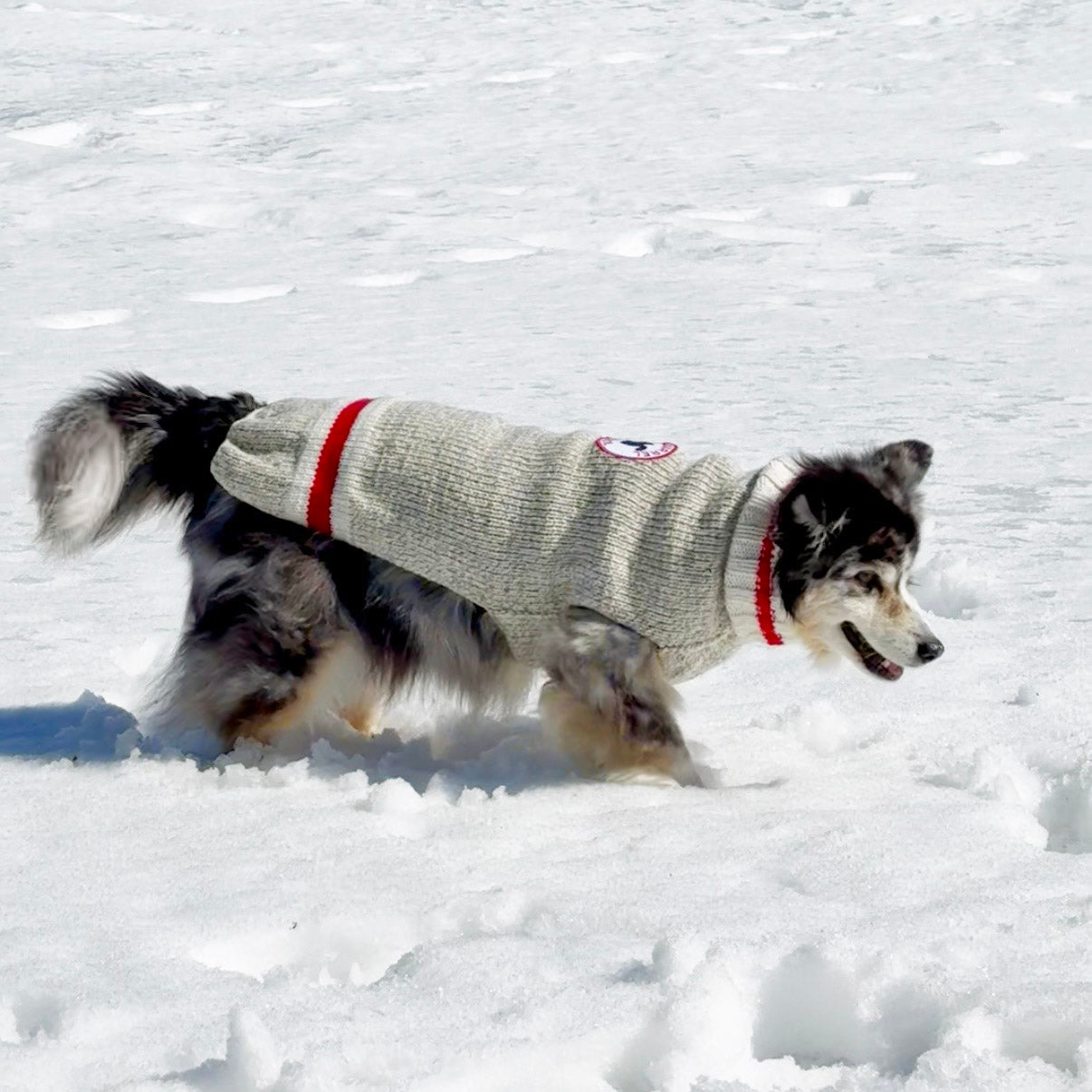 Pullover pour chien Douceur des cimes